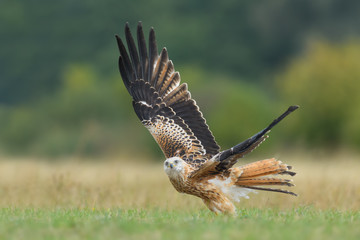 Flight over the meadow/Red Kite