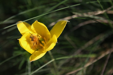 Little fluffy beetle (Pygopleurus vulpes) on a tulip flower