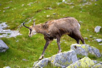 Kozica, Tatrzański Park Narodowy,  Kozice w Tatrach