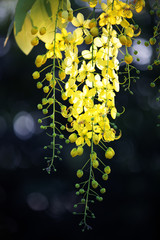 beautiful golden shower tree flower with bokeh background.