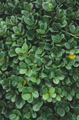 green leaves wallpaper
