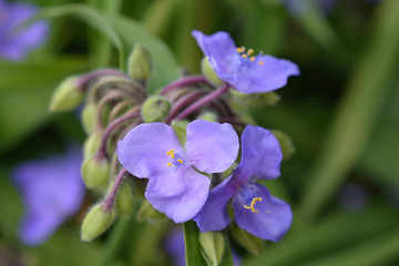Spiderwort flower
