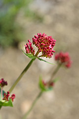 Red valerian