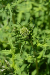 Southern globethistle