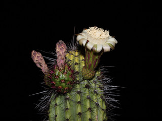 Organ Pipe Cactus