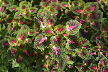 Painted nettle