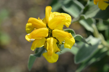 Fototapeta premium Jerusalem sage