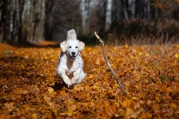 happy dog ​​breed golden retriever fervently plays in the autumn forest with leaves and toys