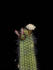 Organ Pipe Cactus