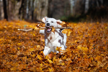 happy dog ​​breed golden retriever fervently plays in the autumn forest with leaves and toys