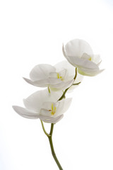Three white orchid flowers Phalaenopsis on white background