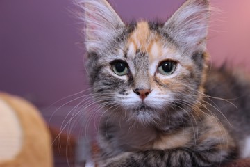 ADORABLE DOUBLE TABBY KITTEN