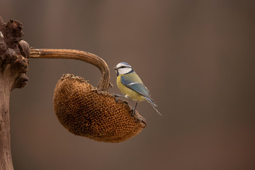 Blue Tit, Cyanistes caeruleus