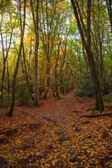 Fototapeta premium Forêt d'automne
