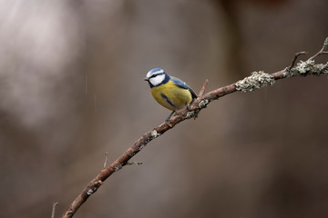 Blue Tit, Cyanistes caeruleus