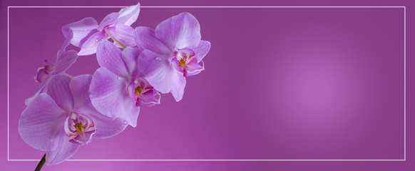 Fototapeta na wymiar Blooming Orchid on purple background in raindrops