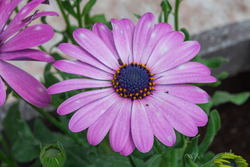 Obraz premium Marguerites