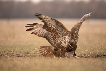 Buzzards, Buteo buteo fighting