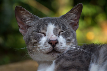 Naklejka na ściany i meble Relaxed domestic cat at outdoor