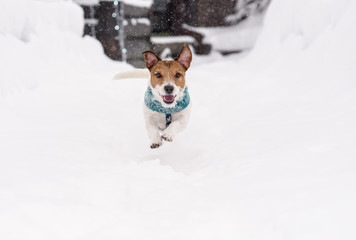 Happy funny dog running on snow path at winter day