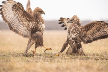 Buzzards, Buteo buteo fighting