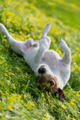 Dog wallowing on grass and scratching his back during spring allergies season