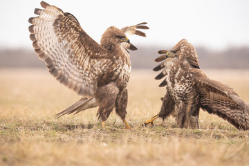 Buzzards, Buteo buteo fighting