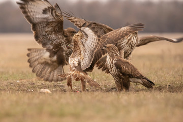 Buzzards, Buteo buteo fighting