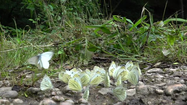 Kleiner Kohlwei&szlig;ling (Pieris rapae) bei Wasser- und Mineralienaufnahme an feuchter Stelle auf Waldweg