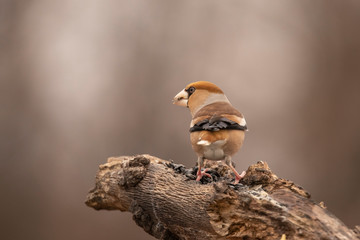 Hawfinch, Coccothraustes coccothraustes