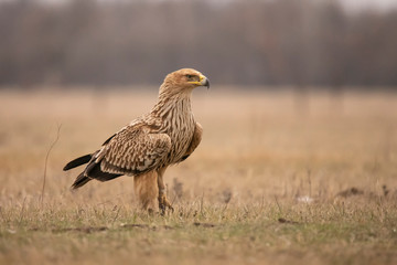 Imperial Eagle,  Aquila heliaca
