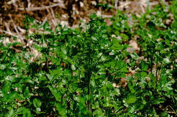 Coriander for cooking