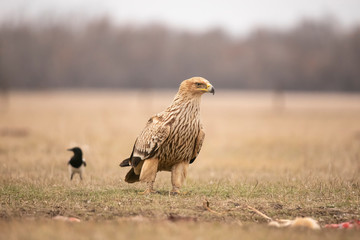Imperial Eagle,  Aquila heliaca