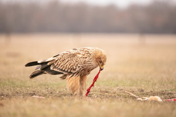 Imperial Eagle,  Aquila heliaca