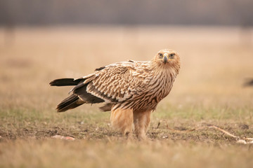 Imperial Eagle,  Aquila heliaca