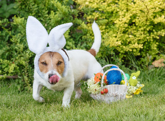 Easter egg hunt concept with dog looking for eggs and Eastertide gifts basket