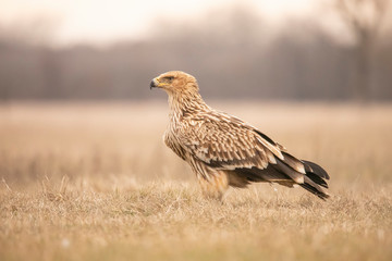 Imperial Eagle,  Aquila heliaca