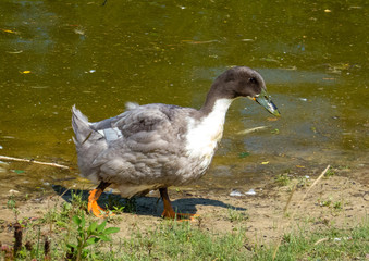Duck