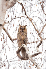 Long Eared Owl, Asio otus