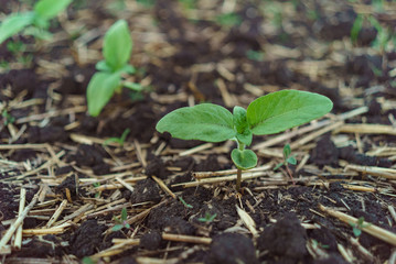 A close-up of a sprout of sunflower sprouts lit by the afternoon sun on fertile black soil