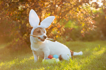 Dog wearing bunny ears painting and coloring eggs for Easter celebrations