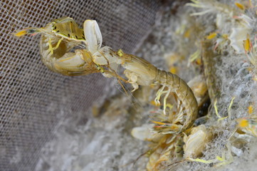 Fresh mantis shrimp