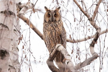 Long Eared Owl, Asio otus
