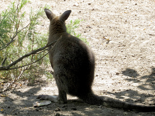 Wallaby in Australia