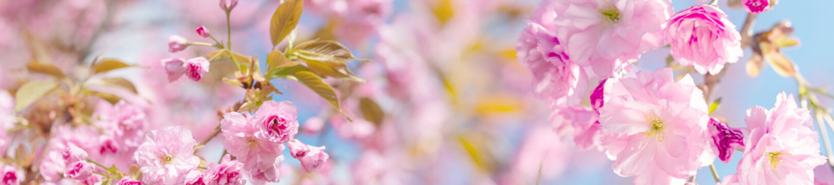 springtime panorama  background  with pink blossom
