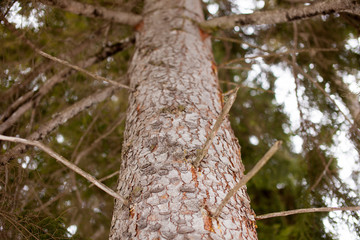 Pine tree trunk with small branches, view from the ground to top