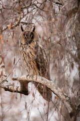 Long Eared Owl, Asio otus