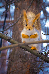 A big, beautiful, wild squirrel sits on a branch and waits for food.