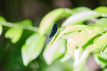 Ebony Jewelwing Damselfly