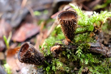 Leśne grzyby - kubek prążkowany (Cyathus striatus) - obrazy, fototapety, plakaty